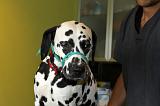 DALMATIEN - MUSELIERE 010